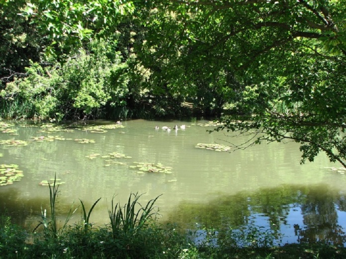 9 Geese Feeding on Pond